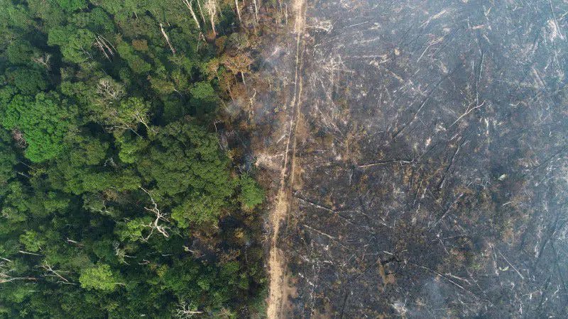 Nearly 1/5th of the Amazon Rainforest is Cleared; How Long Before We Make Changes to Our Food Consumption?